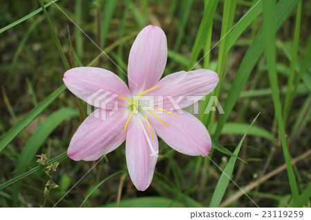 Rain Lily Rain Lily 23119259