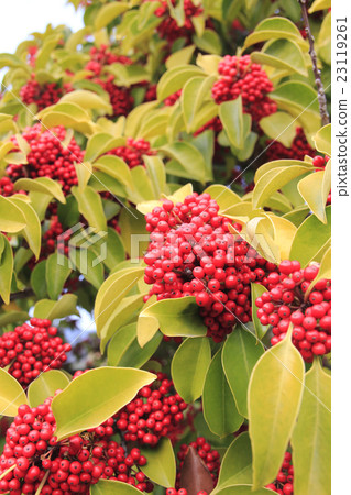 Kuroganaemochi Kuroganaemochi 23119261