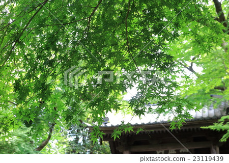 鎌倉天城寺的Momiji 23119439