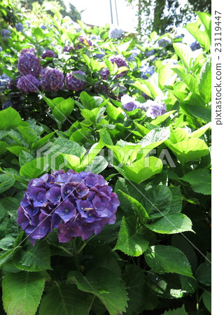 鎌倉天城寺的繡球花 23119447