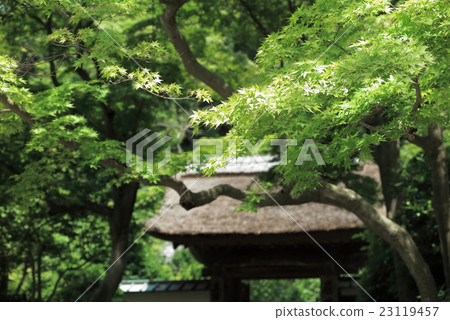 鎌倉恩卡寺岩下森林的紅葉 23119457