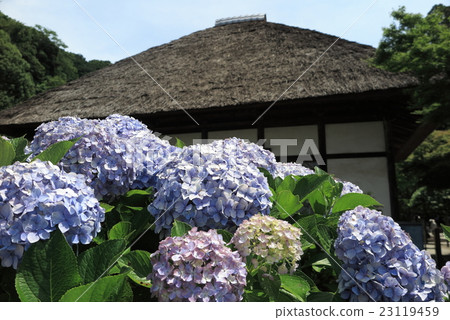 鎌倉天城寺的繡球花 23119459