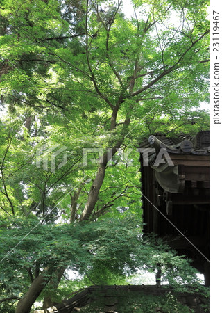 鎌倉天城寺的Momiji 23119467