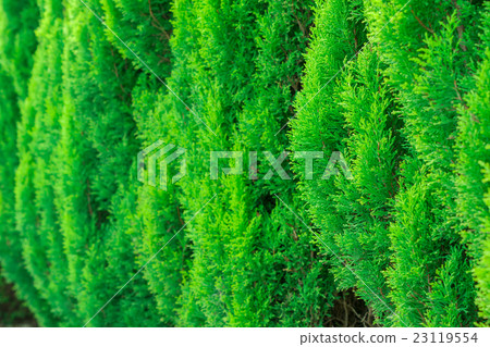 Thuja green texture natural background. close up. Thuja green texture natural background. close up. 23119554