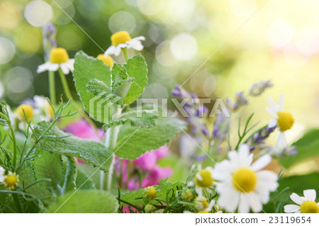 薄荷和草藥 23119654
