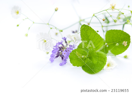 Mint and lavender Mint and lavender 23119655