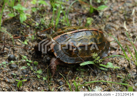 Creatures Reptiles Ryukyu Yamagame, in the rain during the rainy season, I came out to the forest road during the day Creatures Reptiles Ryukyu Yamagame, in the rain during the rainy season, I came out to the forest road during the day 23120414