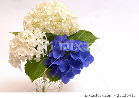 Hydrangea in a vase 23120415