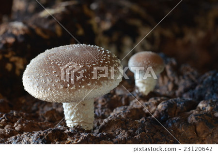 Shiitake 23120642