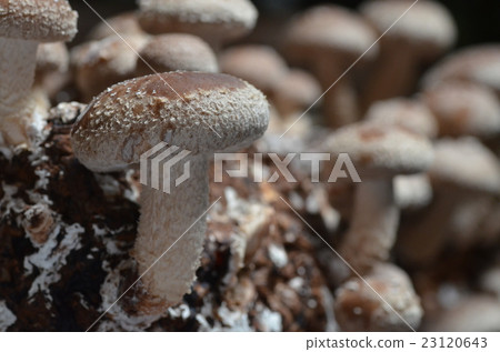 Shiitake 23120643