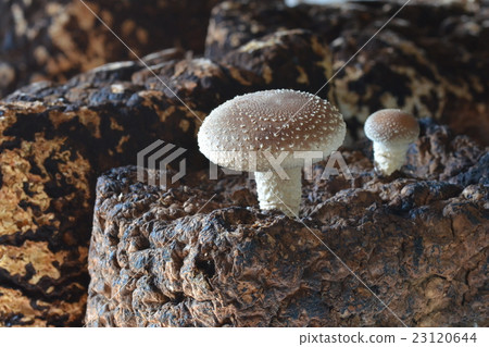 Shiitake 23120644