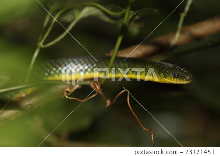 生物爬行動物琉球snake蛇，蚯蚓似乎是一種主食，但它是在一棵低矮的樹上 23121451