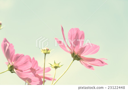 Cosmos pink flowers 23122448