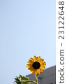 Sunflower and blue sky 23122648