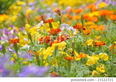 Summer flower bed full of colorful flowers 23122721