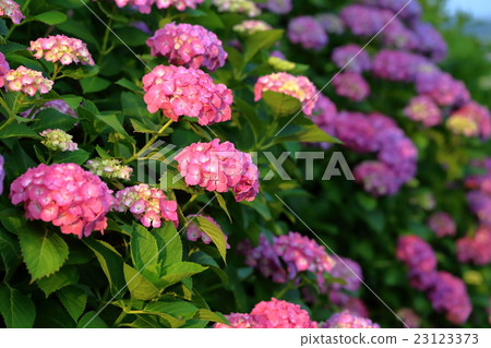 繡球花 繡球花 23123373