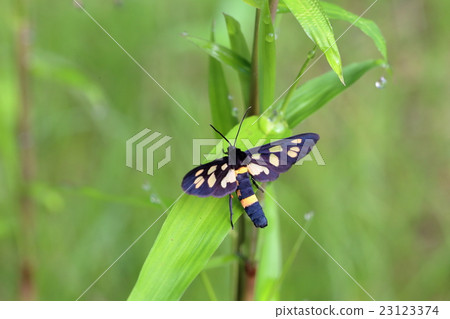 竹林 竹林 23123374