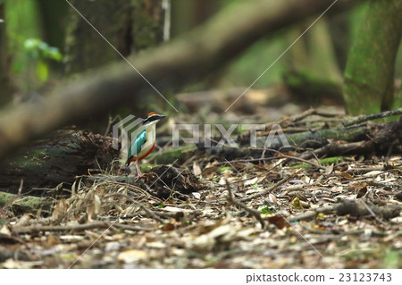 Yarosteos Yarosteos 23123743