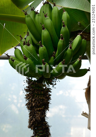 Inexperienced banana · Aoka at the beginning of fruit Inexperienced banana · Aoka at the beginning of fruit 23124001