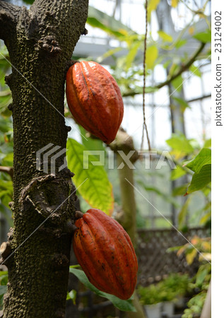Cacao · Additive fruit Cacao · Additive fruit 23124002