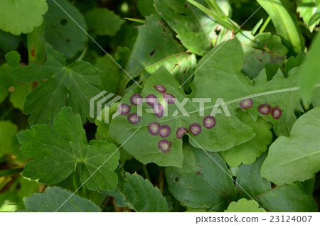 Plant anthracnose 23124007