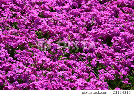 黑木住宅的芝浦(Shintomitancho,Kozu-gun,宮崎縣) 黑木住宅的芝浦(Shintomitancho,Kozu-gun,宮崎縣) 23124315