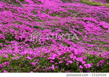 黑木住宅的芝浦(Shintomitancho,Kozu-gun,宮崎縣) 黑木住宅的芝浦(Shintomitancho,Kozu-gun,宮崎縣) 23124316