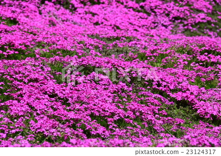 黑木住宅的芝浦（Shintomitancho，Kozu-gun，宮崎縣） 23124317