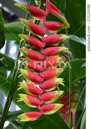 Heliconia·Rostrata 23124396