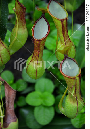 Ugubon Kuzura 23124397