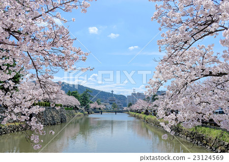 Tottori Castle Uchibori and cherry blossoms Tottori Castle Uchibori and cherry blossoms 23124569
