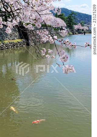 鳥取城堡Uchibori鯉魚和櫻桃樹 23125209