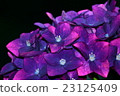 Hydrangea 23125409