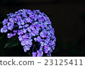 Hydrangea 23125411