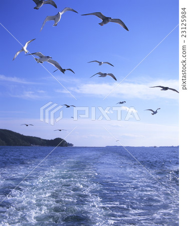 Seagull chasing the ship 23125984