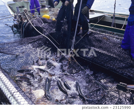 Salmon fishing Hokkaido Salmon fishing Hokkaido 23125990