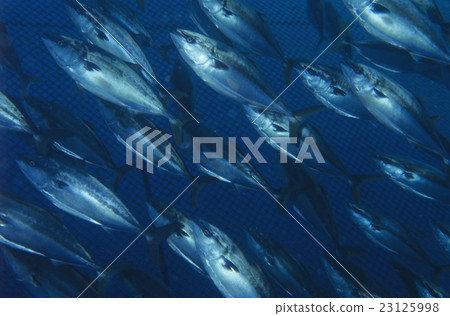 黃尾魚的水產養殖 黃尾魚的水產養殖 23125998