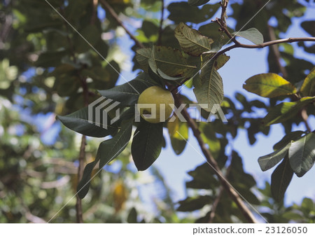 Guava which becomes a tree 23126050