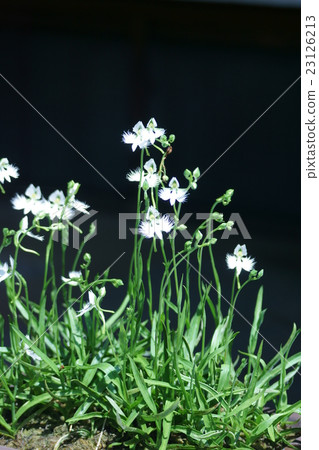 Saccharas矢車菊花語“即使你做夢,我想你” Saccharas矢車菊花語“即使你做夢,我想你” 23126213