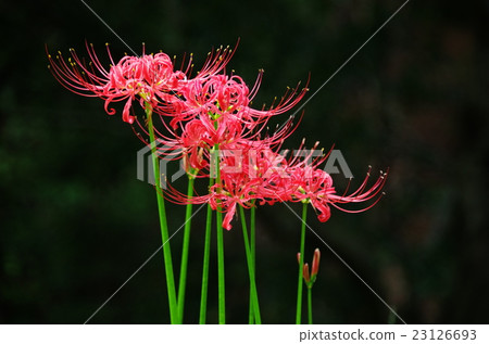 Bamboo shoots blooming Bamboo shoots blooming 23126693