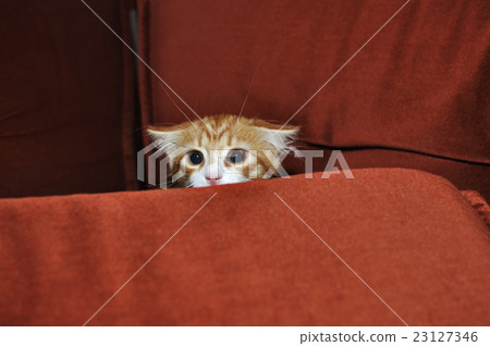 Ginger kitten 23127346