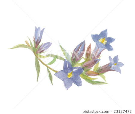 龍膽花 23127472