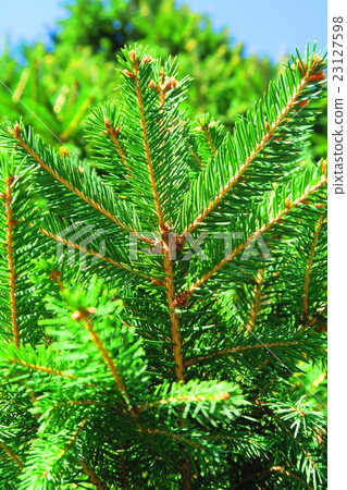 German spruce branches and leaves - Stock Photo [23127598] - PIXTA