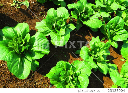 Hata Hiroshima 23127904