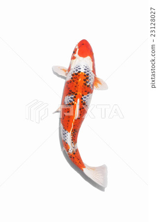 Nishikigoi 04 23128027