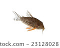 Corydorus 01 23128028