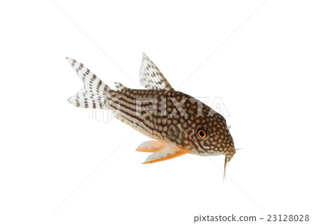 Corydorus 01 23128028