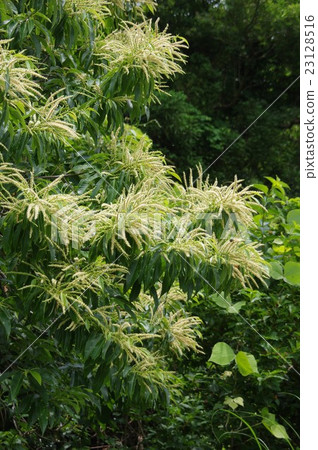 Yamakura flowers 23128516