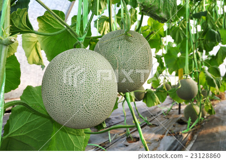Fresh Melon or Cantaloupe. 23128860
