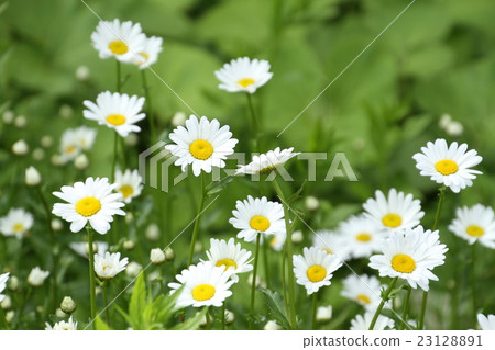 White wild flowers gathering 23128891